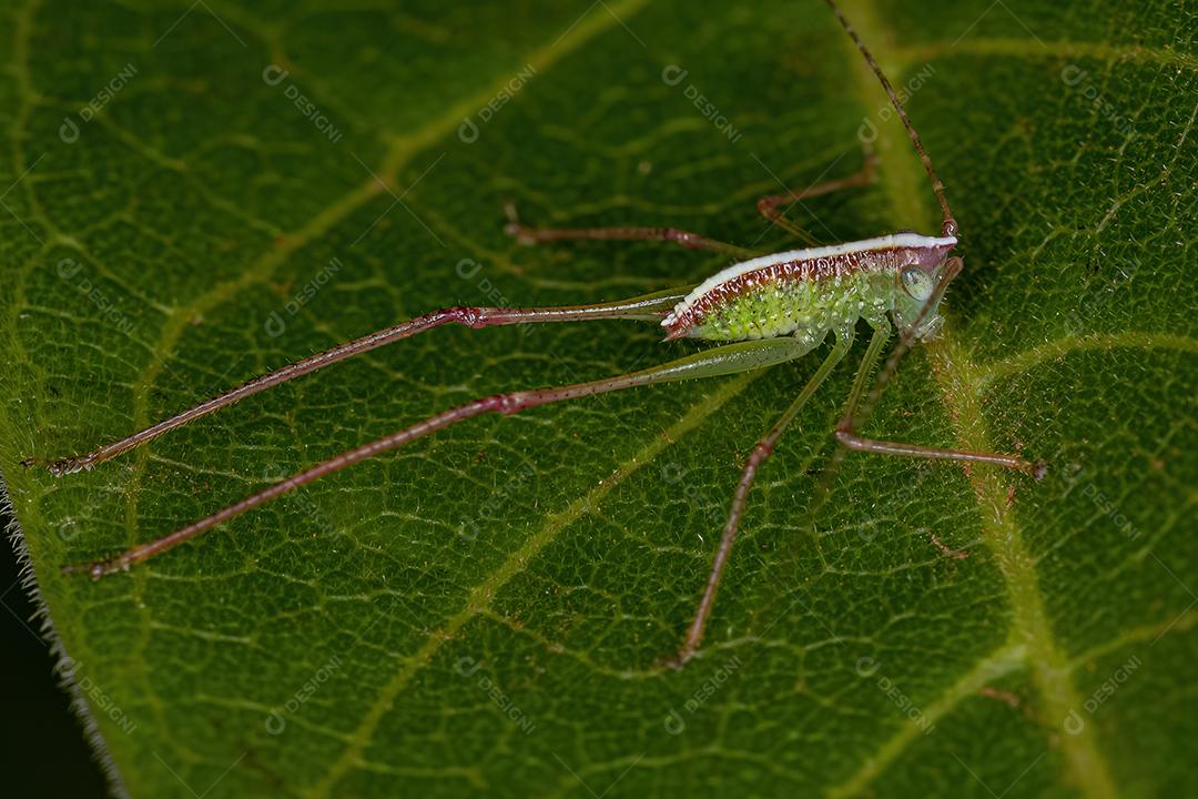 Folha Katydid Ninfa da Subfamília Phaneropterinae