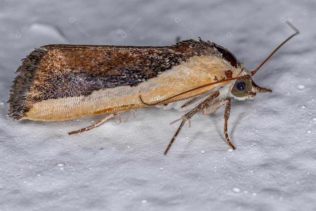 Mariposa bicolor da espécie Ponometia exigua