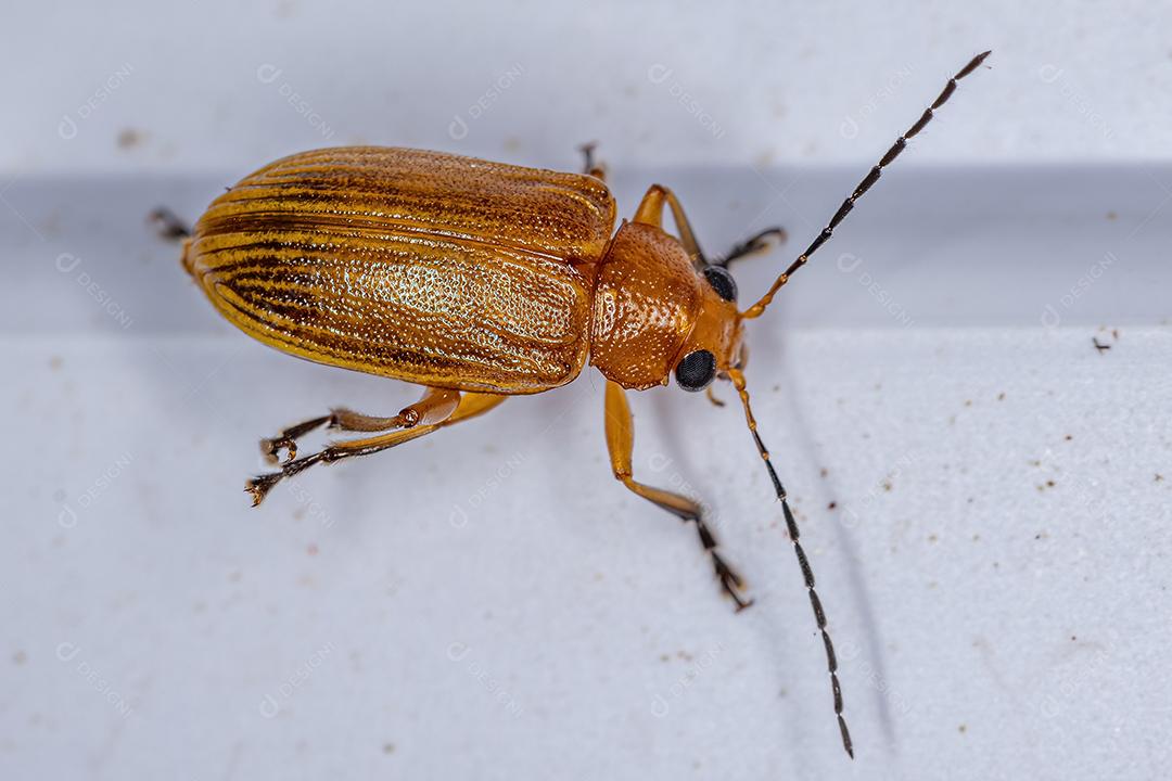 Besouro de folha adulto da subfamília Eumolpinae