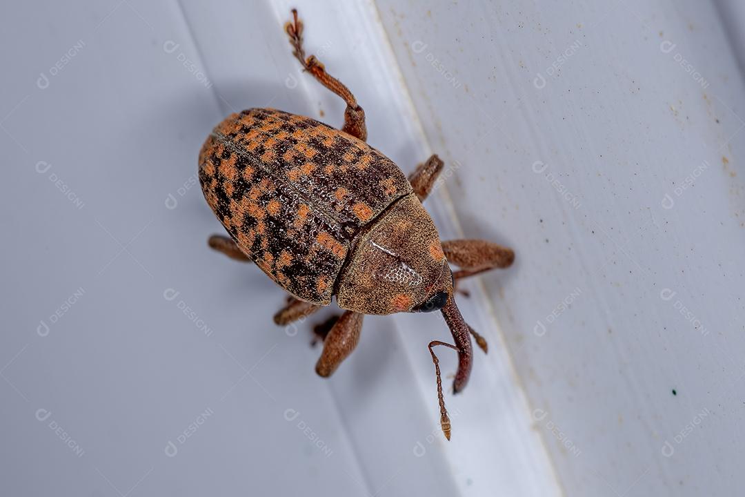 Gorgulho Verdadeiro Adulto da Família Curculionidae