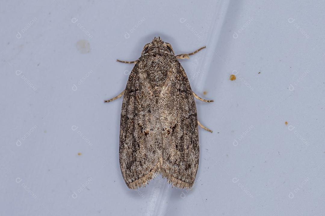 Lagarta-azeitona-preta adulta da espécie Garella nilotica