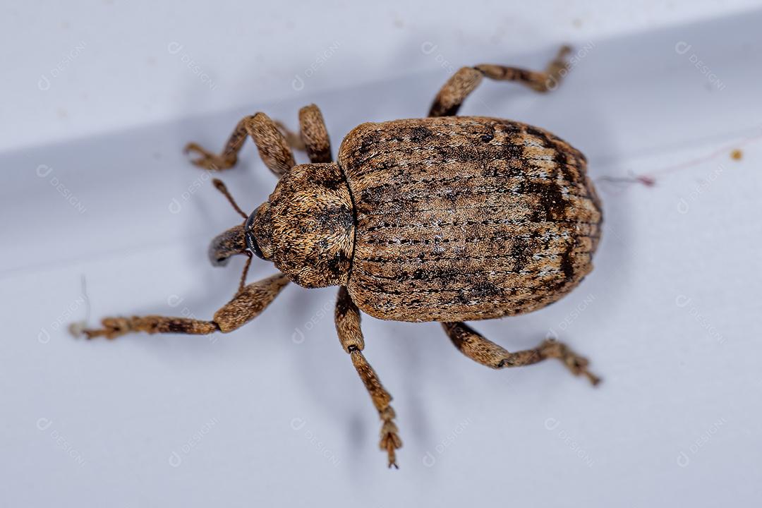 Gorgulho Verdadeiro Adulto da Família Curculionidae