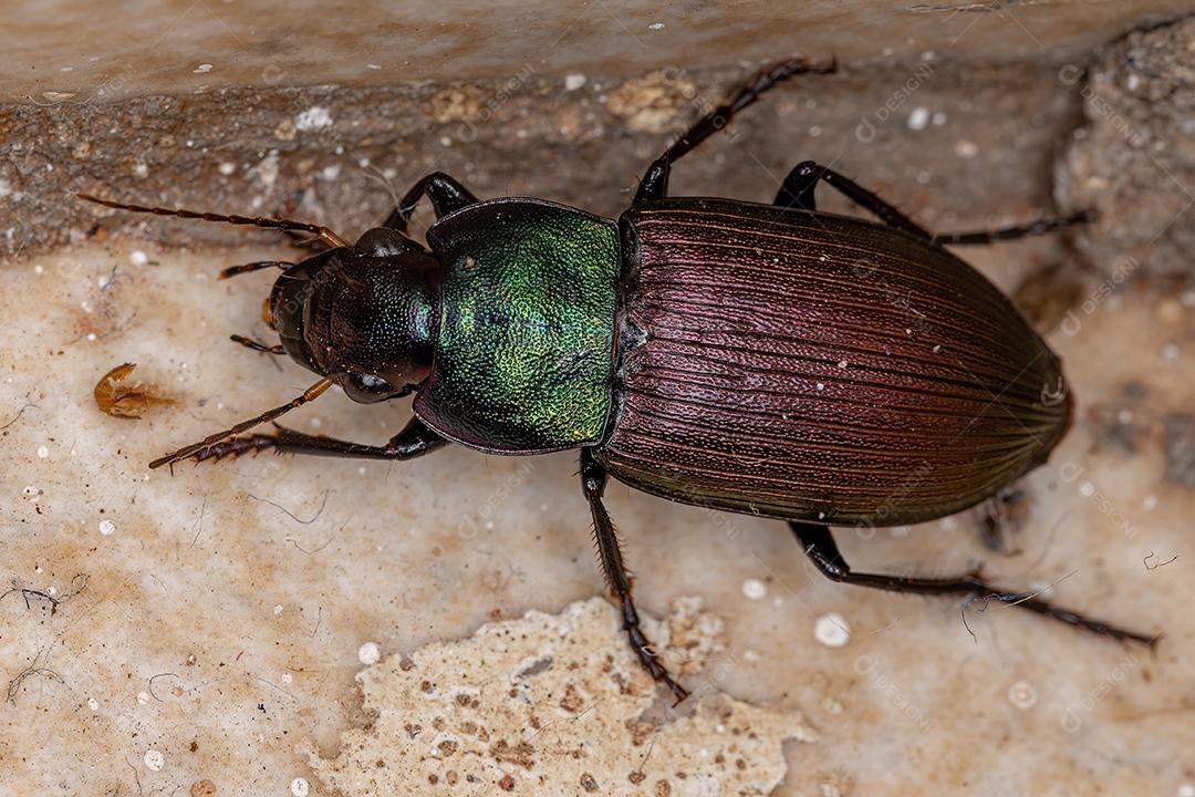 Besouro terrestre adulto da espécie Neoaulacoryssus speciosus