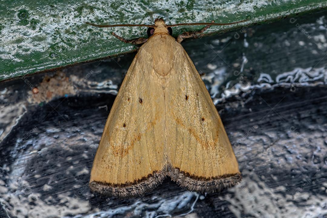 Traça de limão adulta do gênero Marimatha