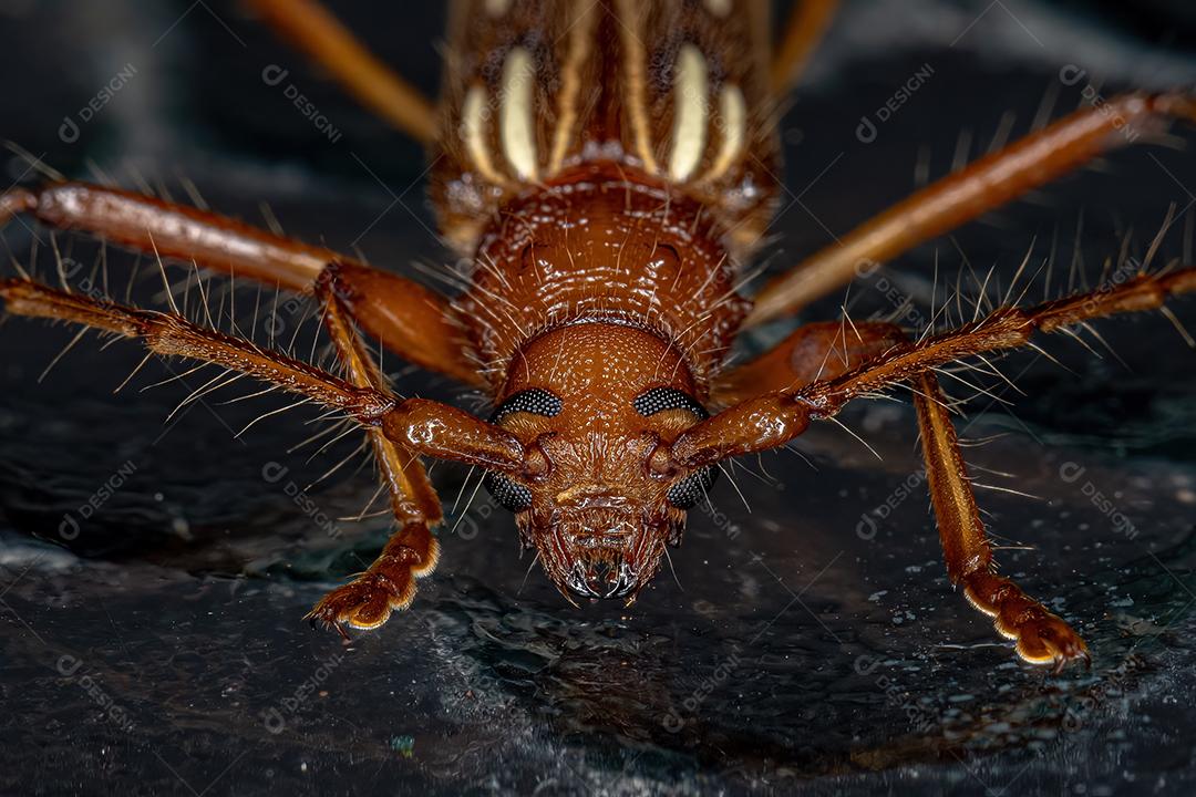 Besouro típico de Longhorn da espécie Eburodacrys dubitata