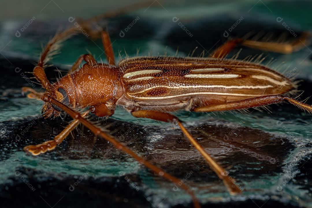 Besouro típico de Longhorn da espécie Eburodacrys dubitata