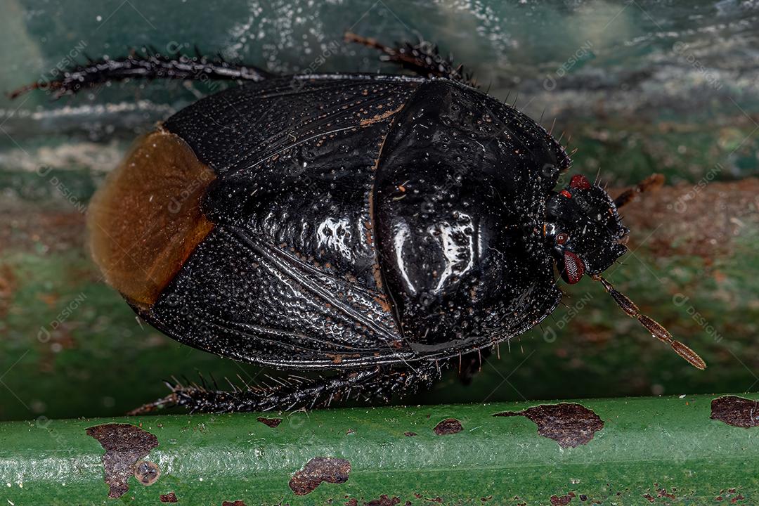 Inseto escavador adulto da família Cydnidae