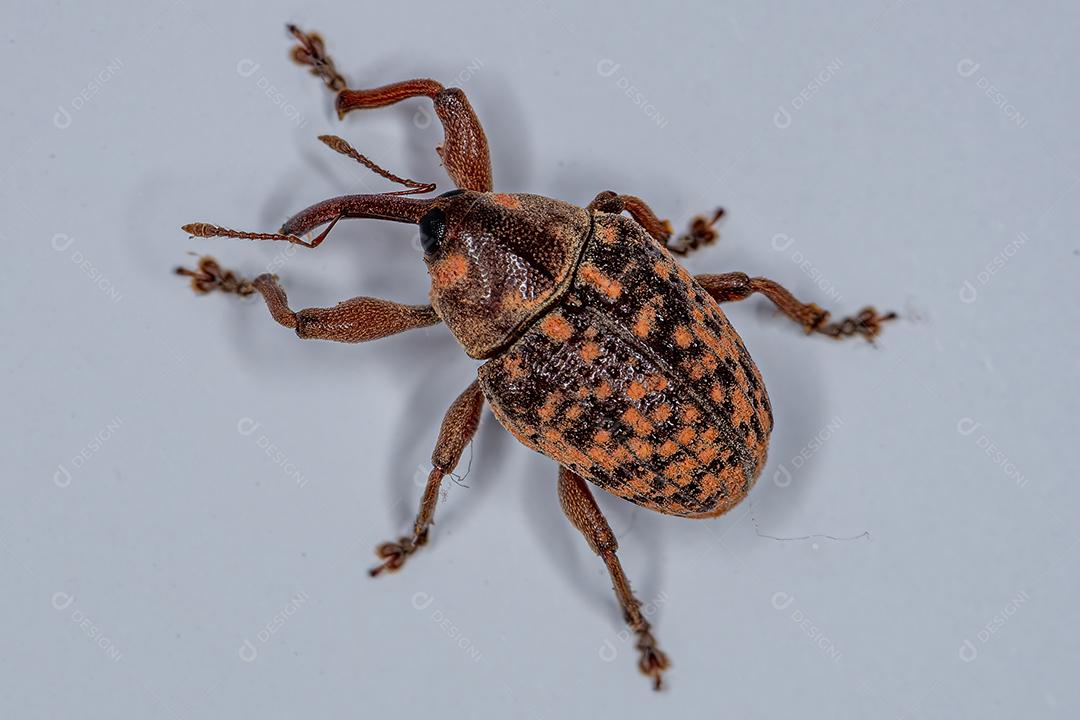 Gorgulho Verdadeiro Adulto da Família Curculionidae