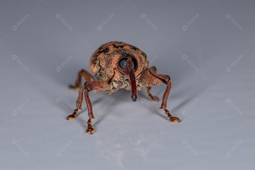 Gorgulho Verdadeiro Adulto da Família Curculionidae