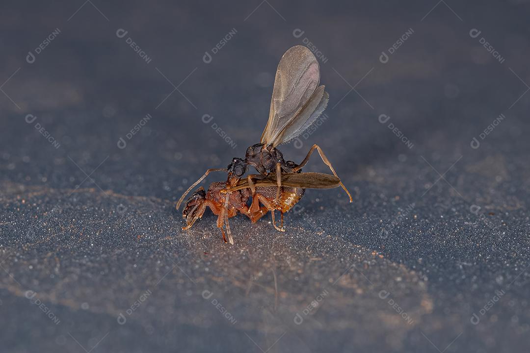 Formigas adultas pequenas que crescem em fungos do gênero Cyphomyrmex acoplando