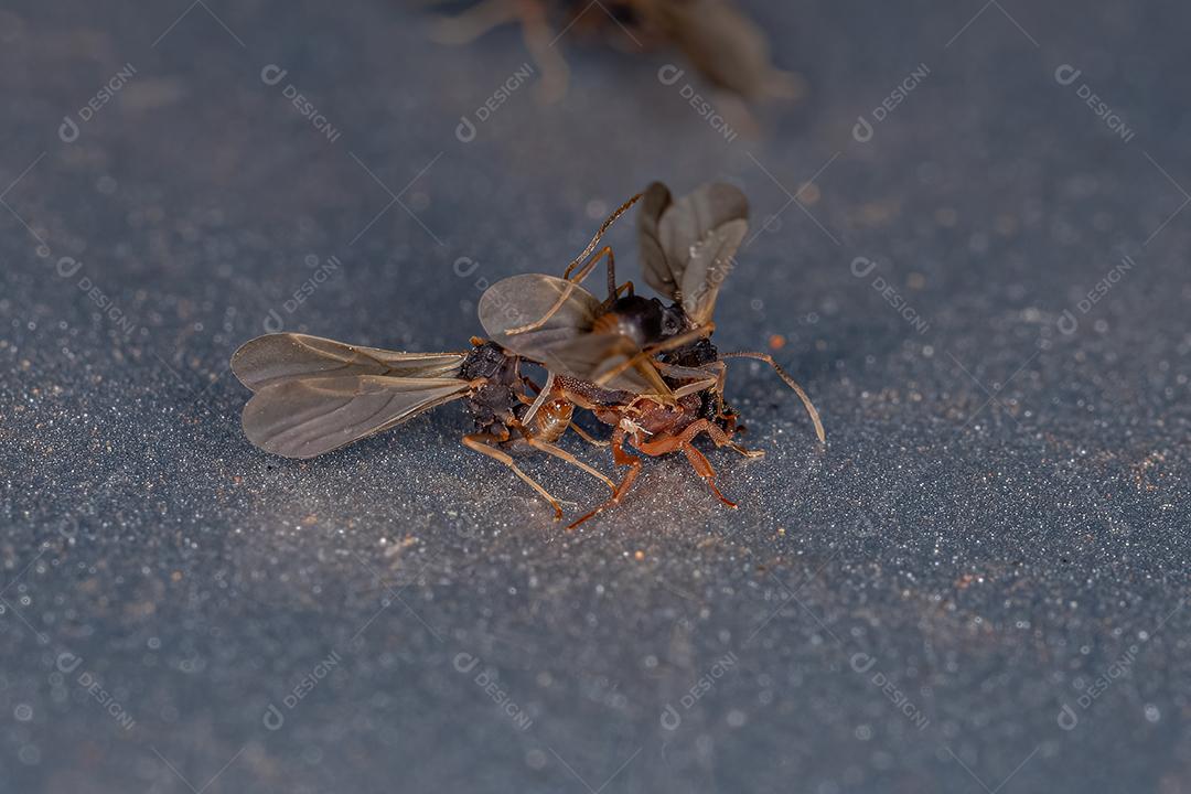 Formigas adultas pequenas que crescem em fungos do gênero Cyphomyrmex acoplando
