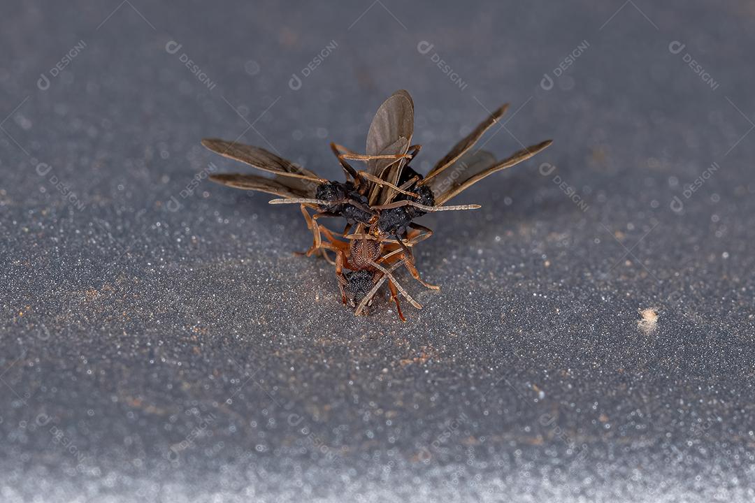 Formigas adultas pequenas que crescem em fungos do gênero Cyphomyrmex acoplando