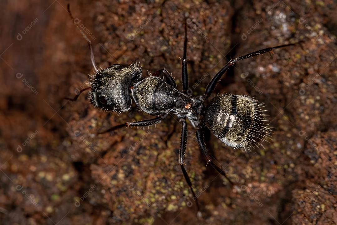 Formiga de carpinteiro fêmea adulta do gênero Camponotus
