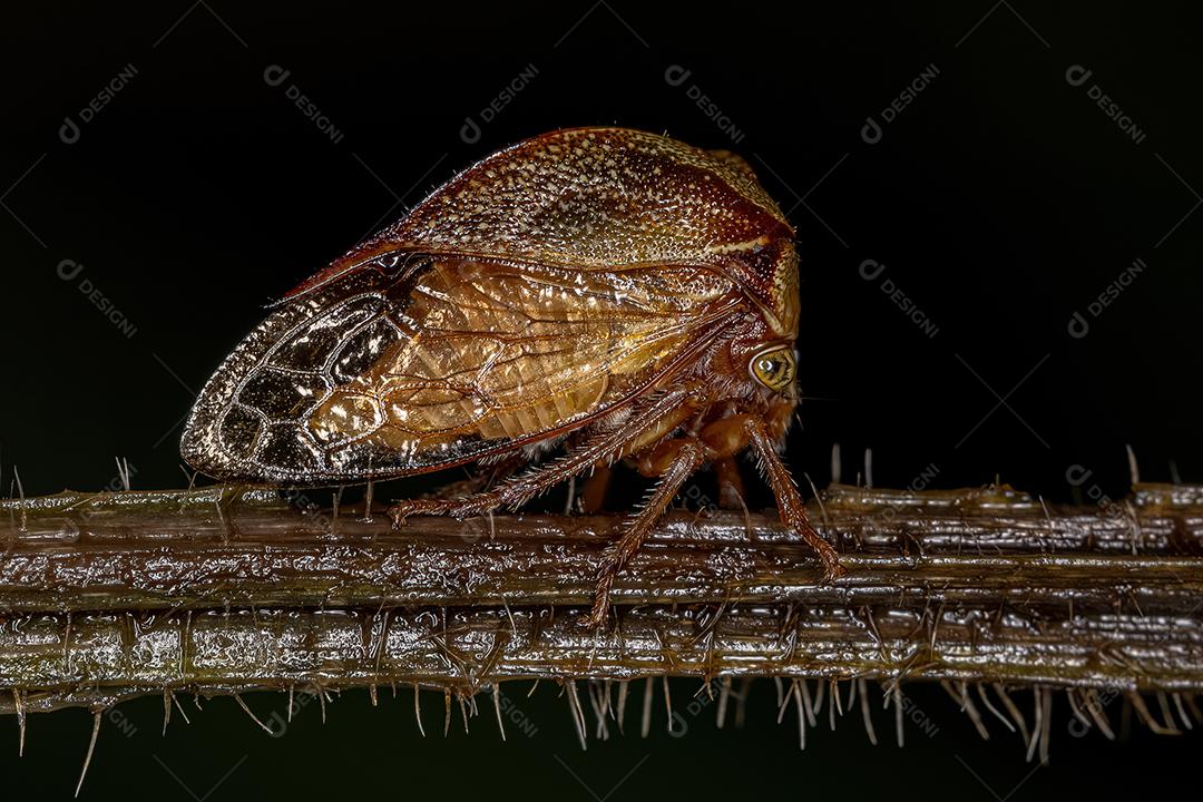 Buffalo Treehopper adulto da tribo Ceresini