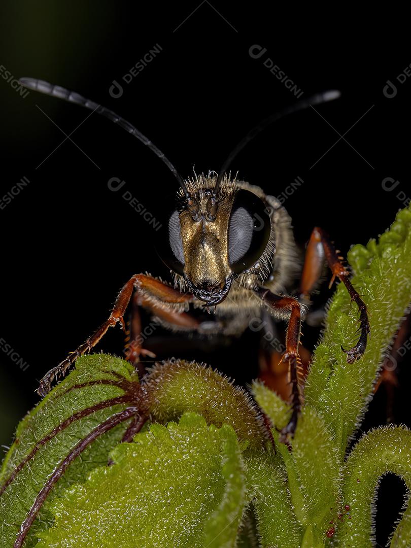 Vespa de cintura fina adulta do gênero Prionyx