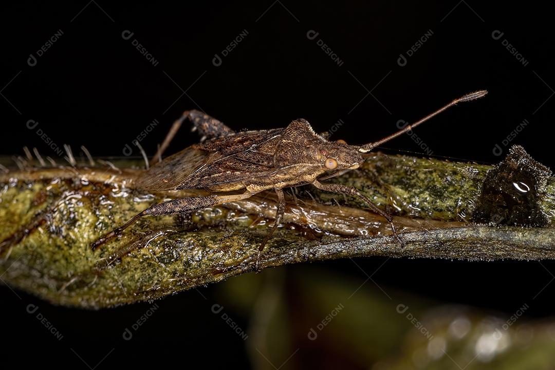 Inseto de planta sem cheiro adulto do gênero Harmostes