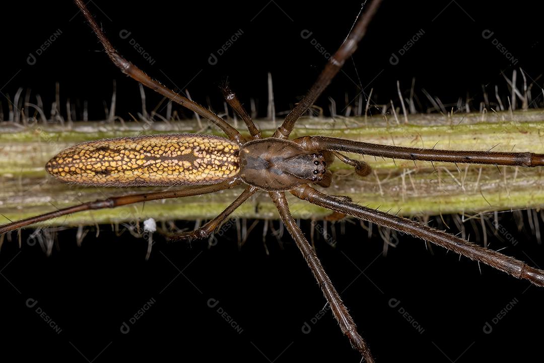 Aranha Tecelã de Mandíbula Longa Adulta do Gênero Tetragnatha