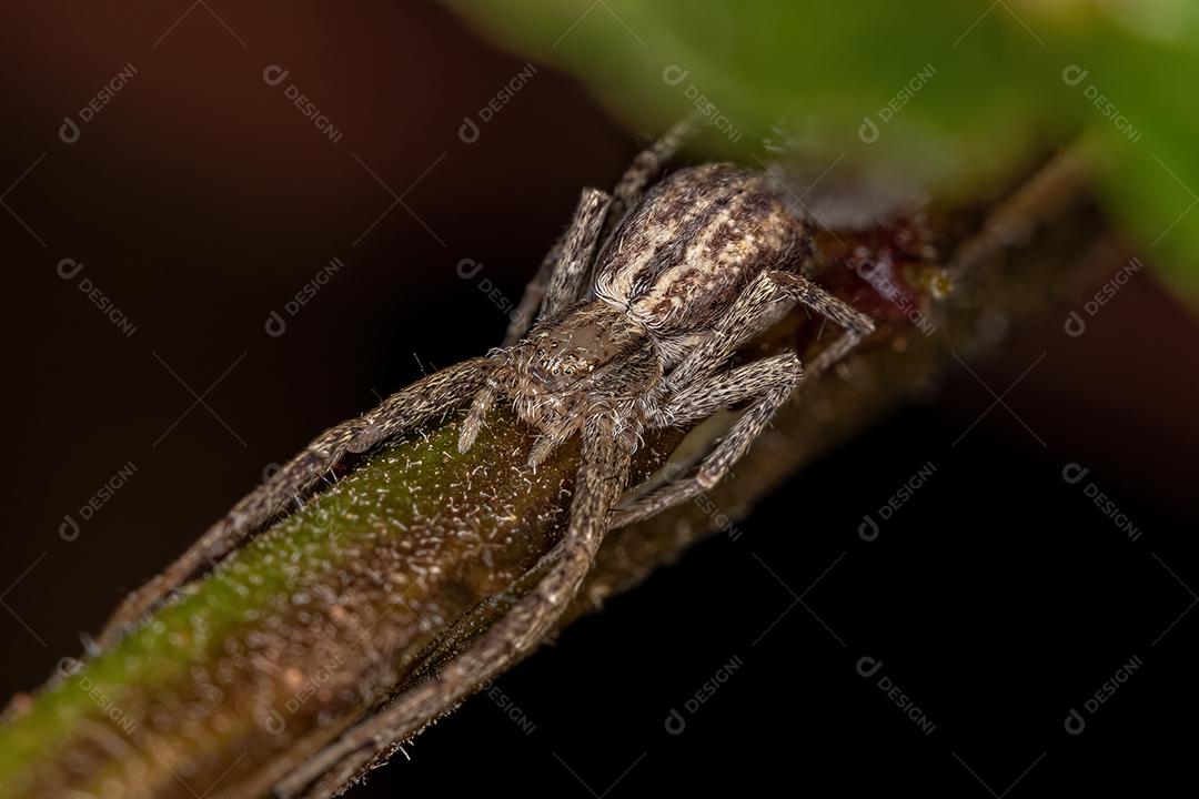 Aranha do Caranguejo Correndo da Família Philodromidae