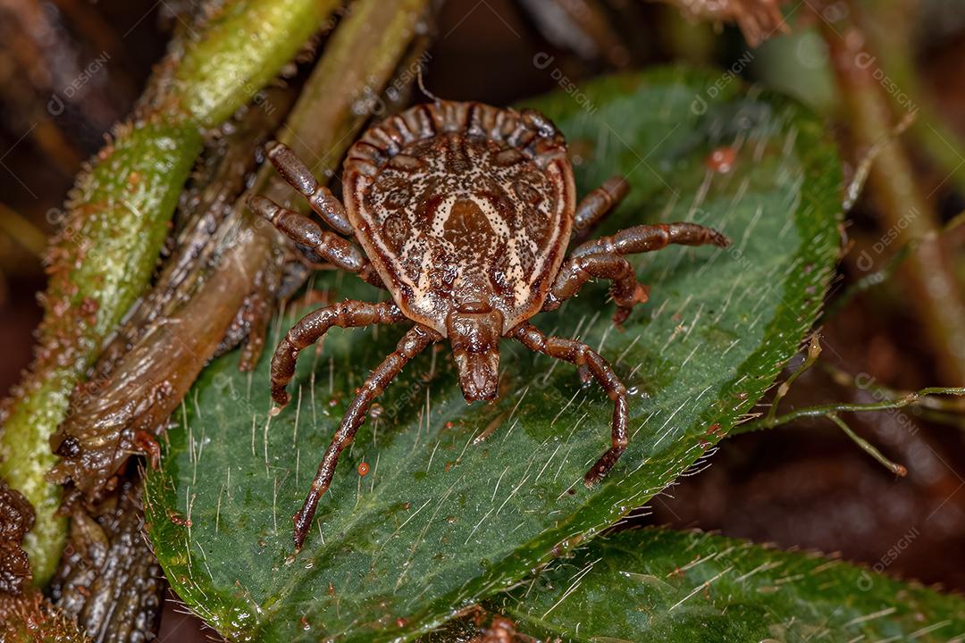 Carrapato adulto masculino do gênero Amblyomma