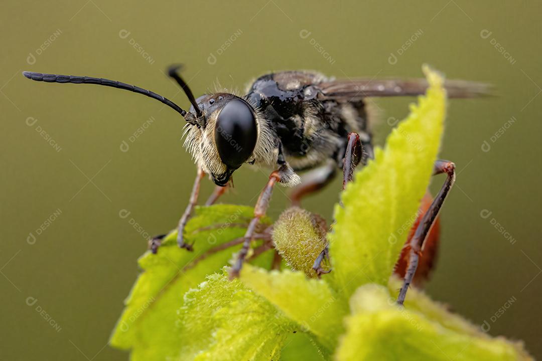 Vespa de cintura fina adulta do gênero Prionyx