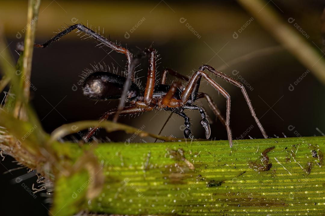 Aranha-saco-saco macho adulto da subfamília Castianeirinae