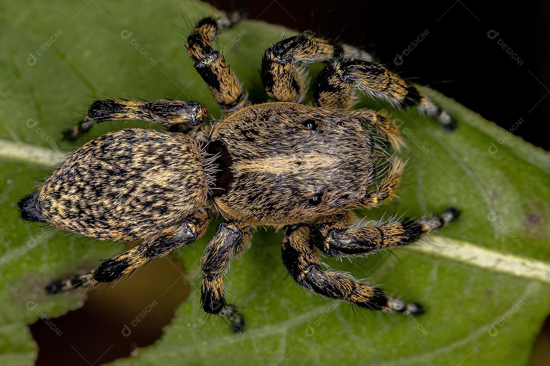 Aranha saltadora amarela fêmea adulta do gênero Phiale