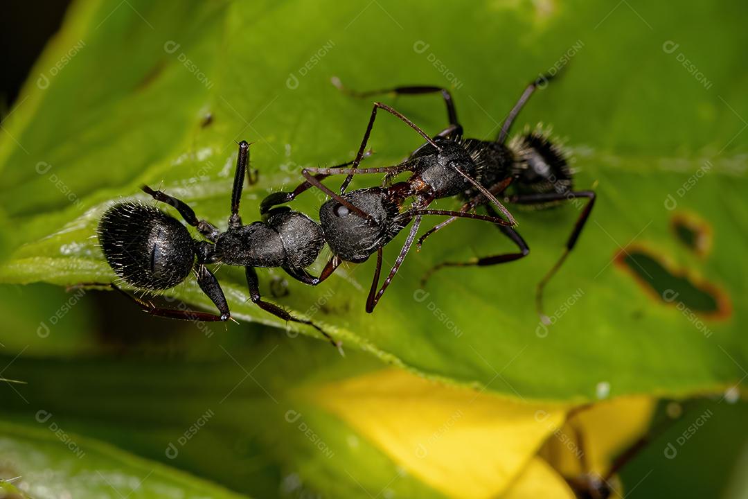 Fêmeas adultas de formigas carpinteiras do gênero Camponotus fazendo comunicação química