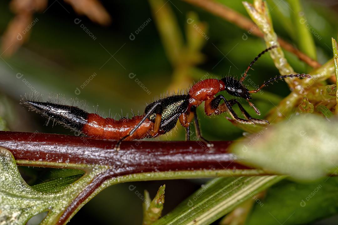 Besouro Whiplash adulto do gênero Paederus