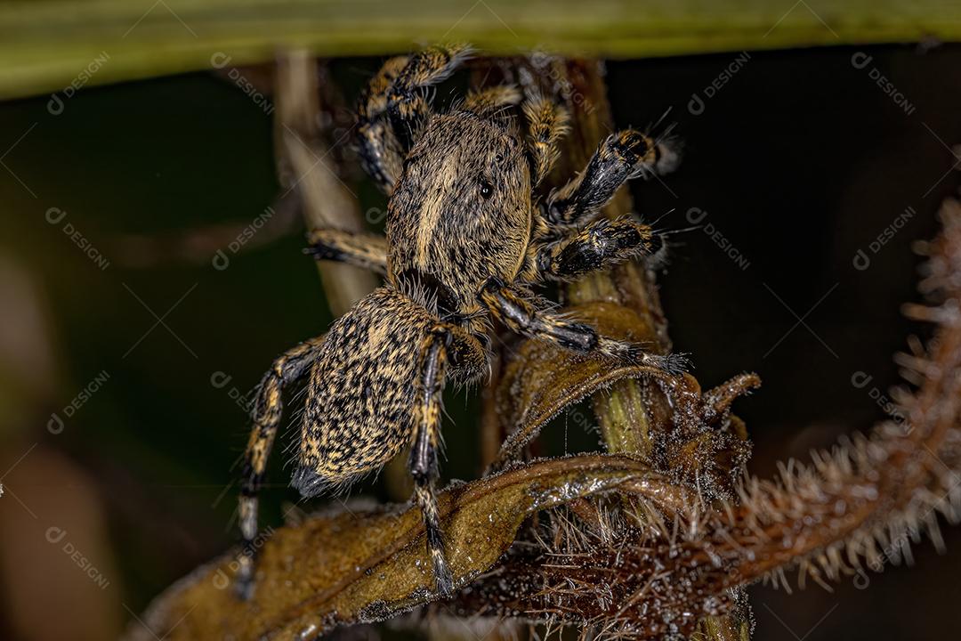 Aranha saltadora amarela fêmea adulta do gênero Phiale