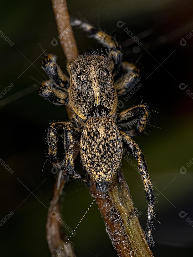 Aranha saltadora amarela fêmea adulta do gênero Phiale