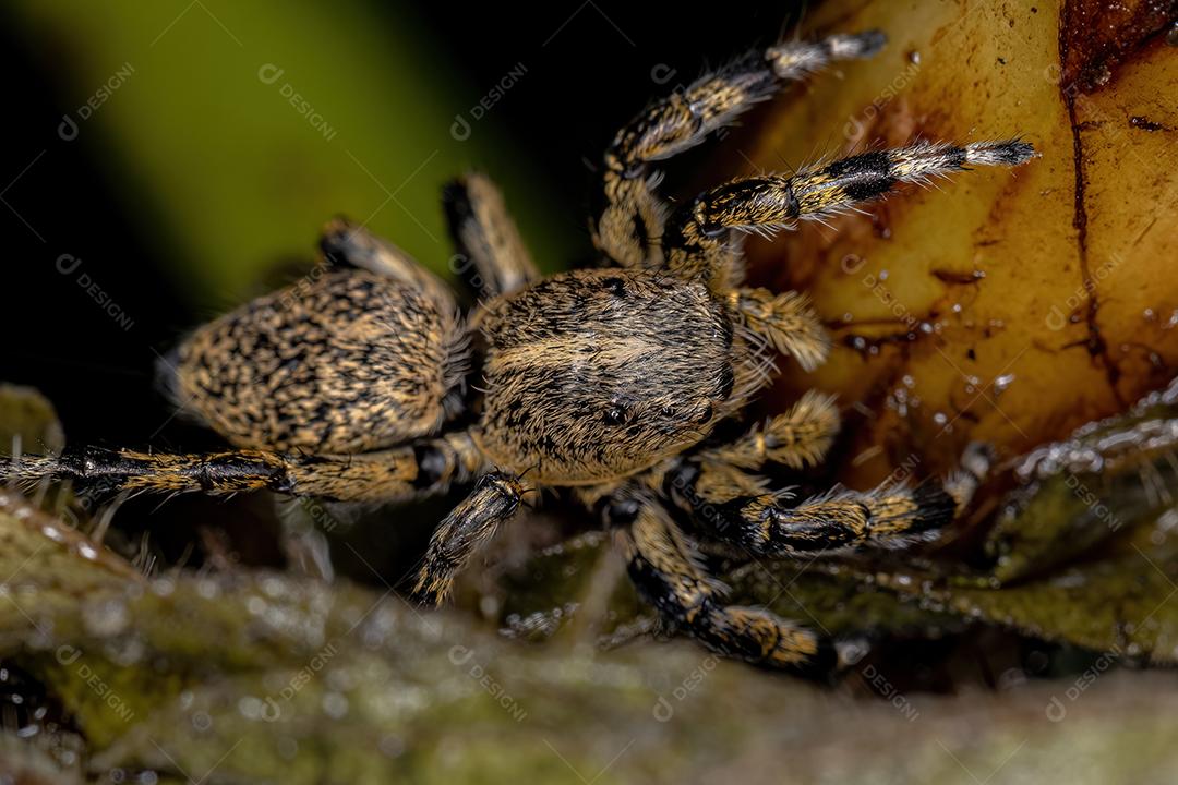 Aranha saltadora amarela fêmea adulta do gênero Phiale