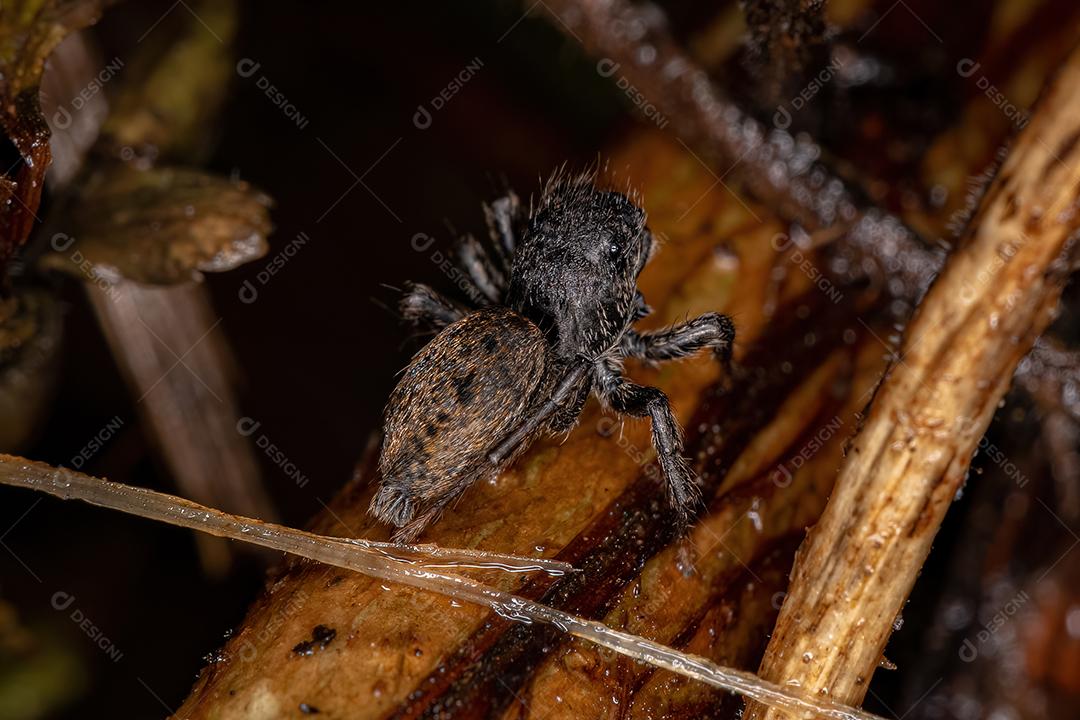 Pequena aranha saltadora da subtribo Freyina