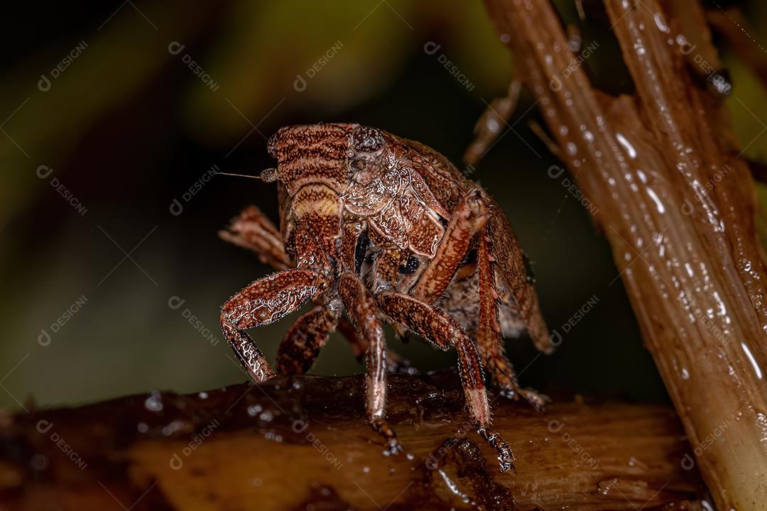 Ninfa do Inseto Planthopper da Superfamília Fulgoroidea