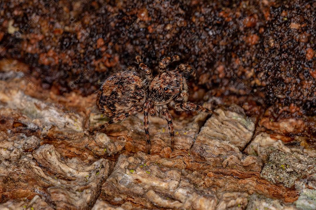 Pequena aranha saltadora da espécie Marma nigritarsis