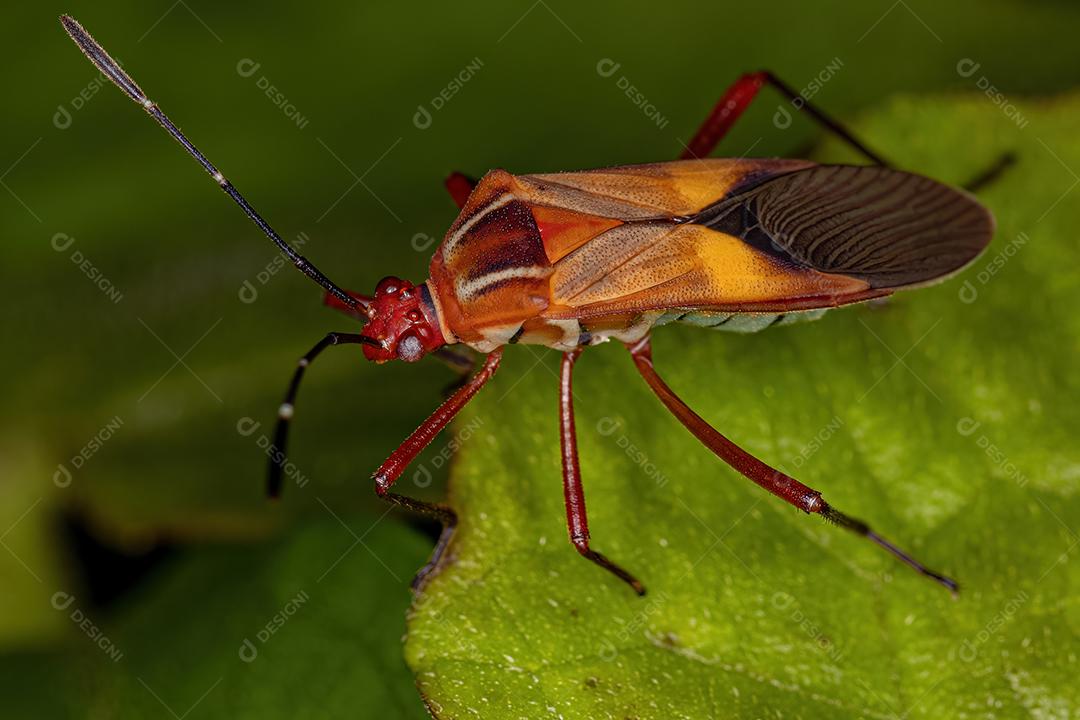 Inseto-pé-de-folha adulto da espécie Hypselonotus interruptus