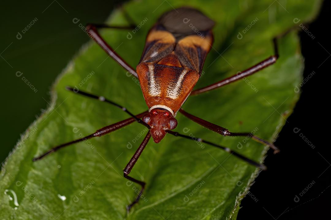 Inseto-pé-de-folha adulto da espécie Hypselonotus interruptus