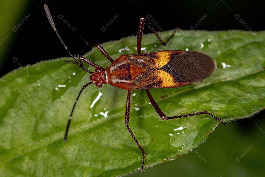 Inseto-pé-de-folha adulto da espécie Hypselonotus interruptus