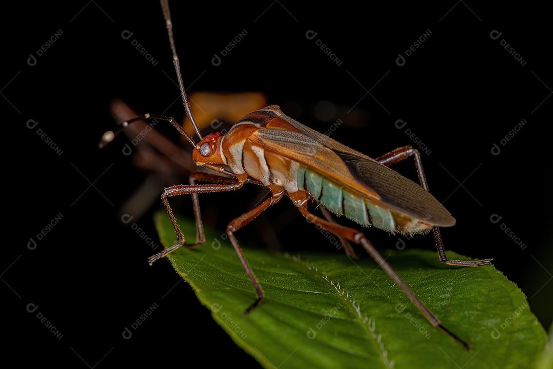 Inseto-pé-de-folha adulto da espécie Hypselonotus interruptus