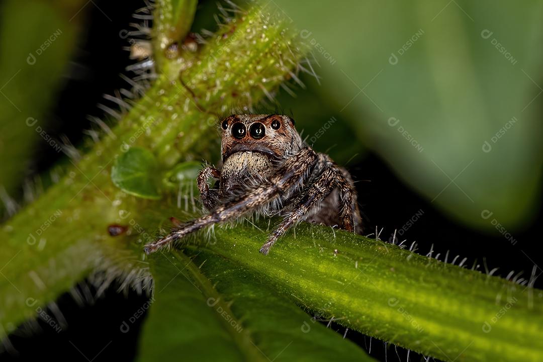 Pequena aranha saltadora da subtribo Dendryphantina