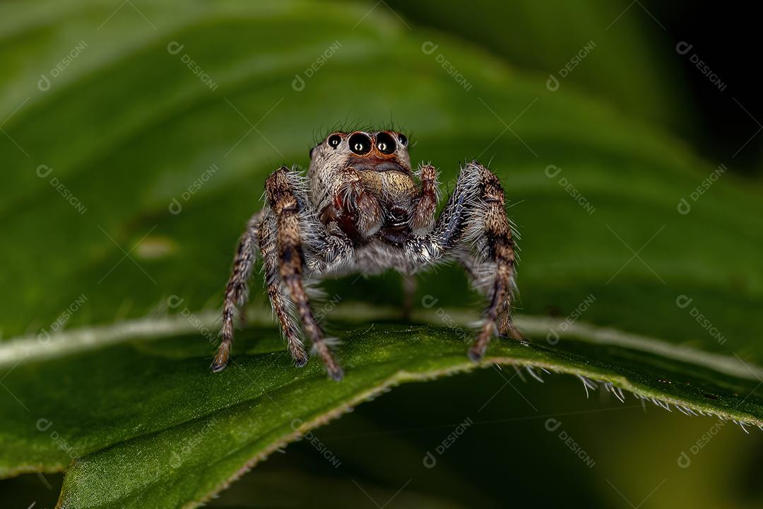 Pequena aranha saltadora da subtribo Dendryphantina