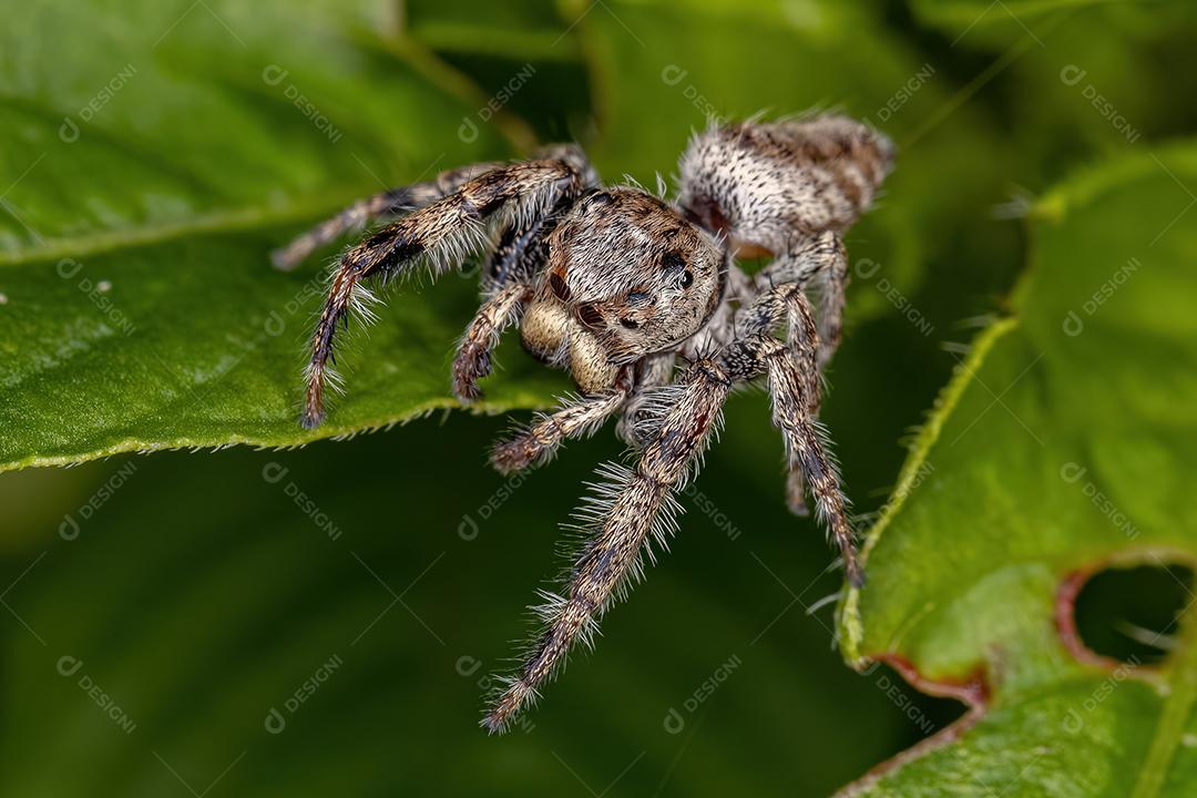 Pequena aranha saltadora da subtribo Dendryphantina