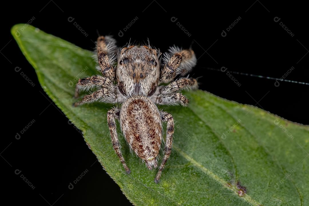 Pequena aranha saltadora da subtribo Dendryphantina
