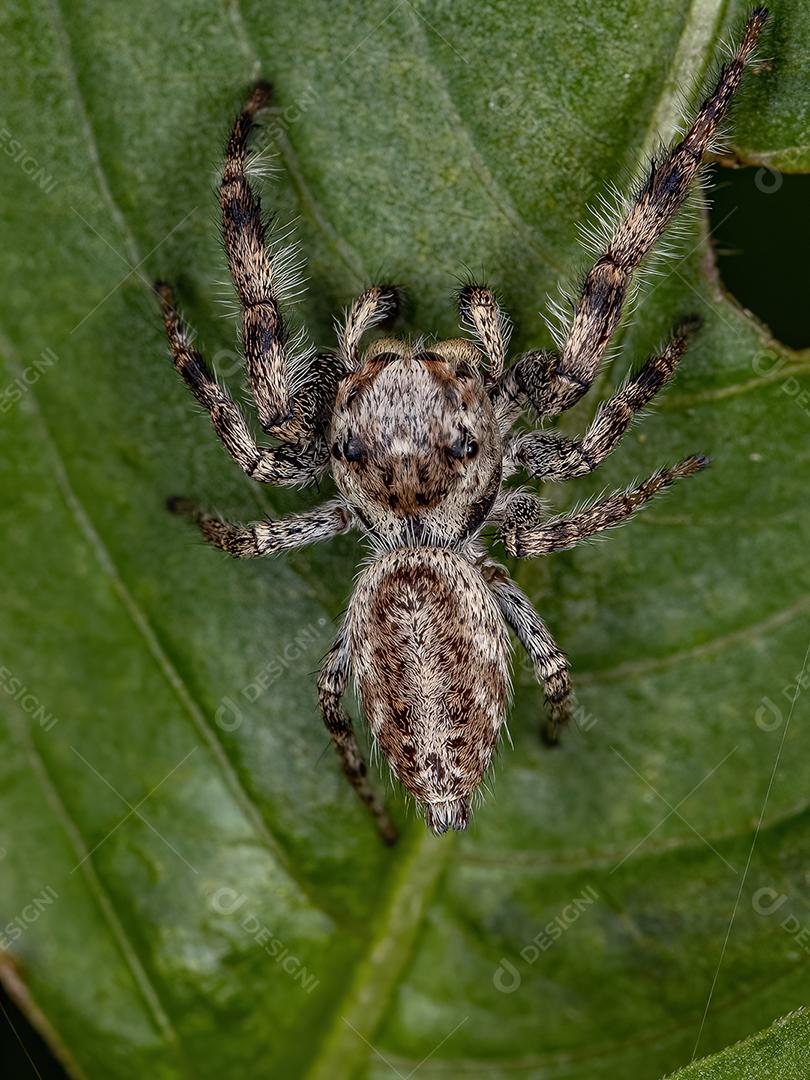 Pequena aranha saltadora da subtribo Dendryphantina