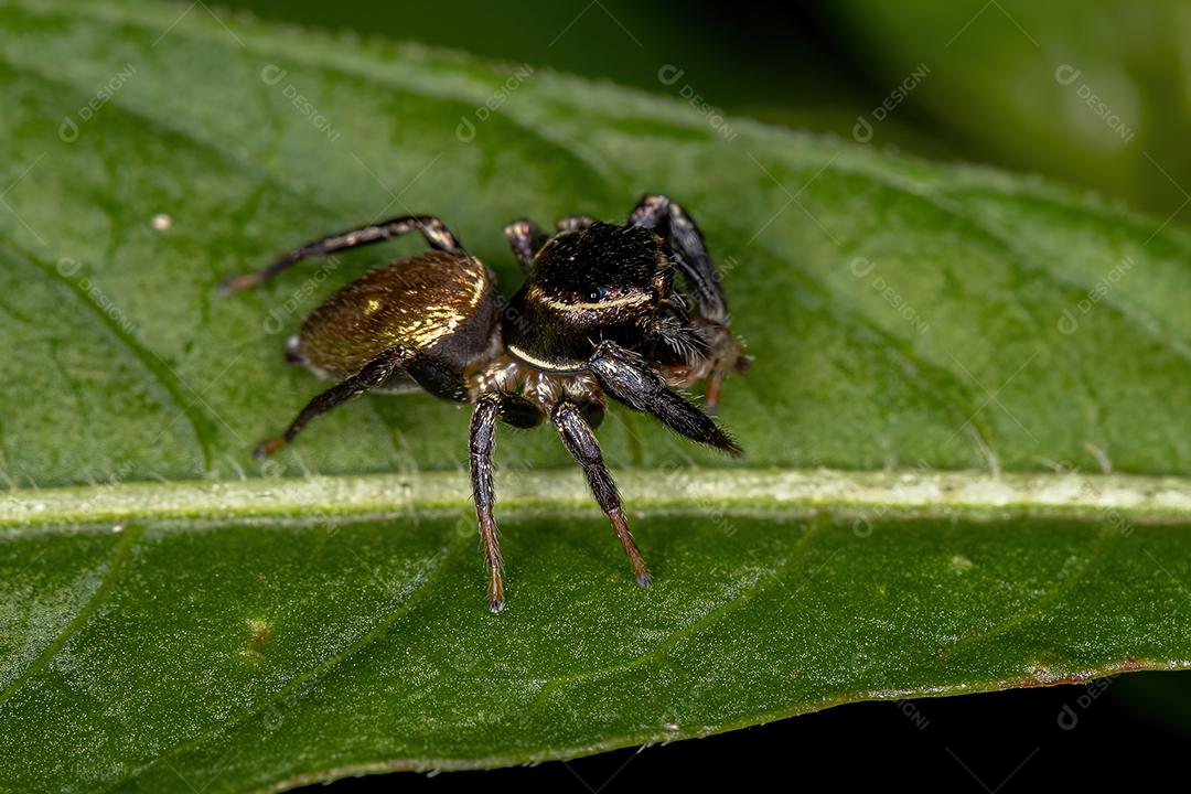 Pequena aranha saltadora da subtribo Dendryphantina