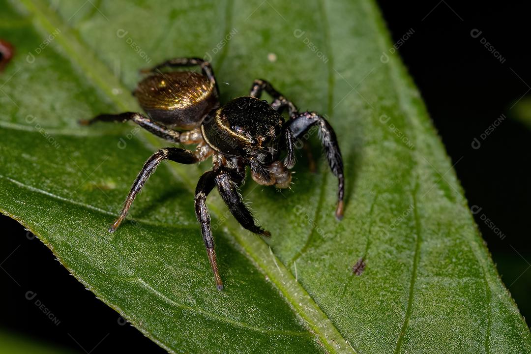 Pequena aranha saltadora da subtribo Dendryphantina
