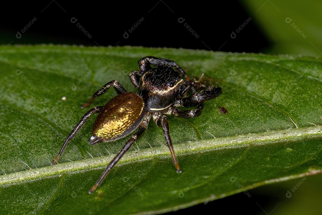 Pequena aranha saltadora da subtribo Dendryphantina