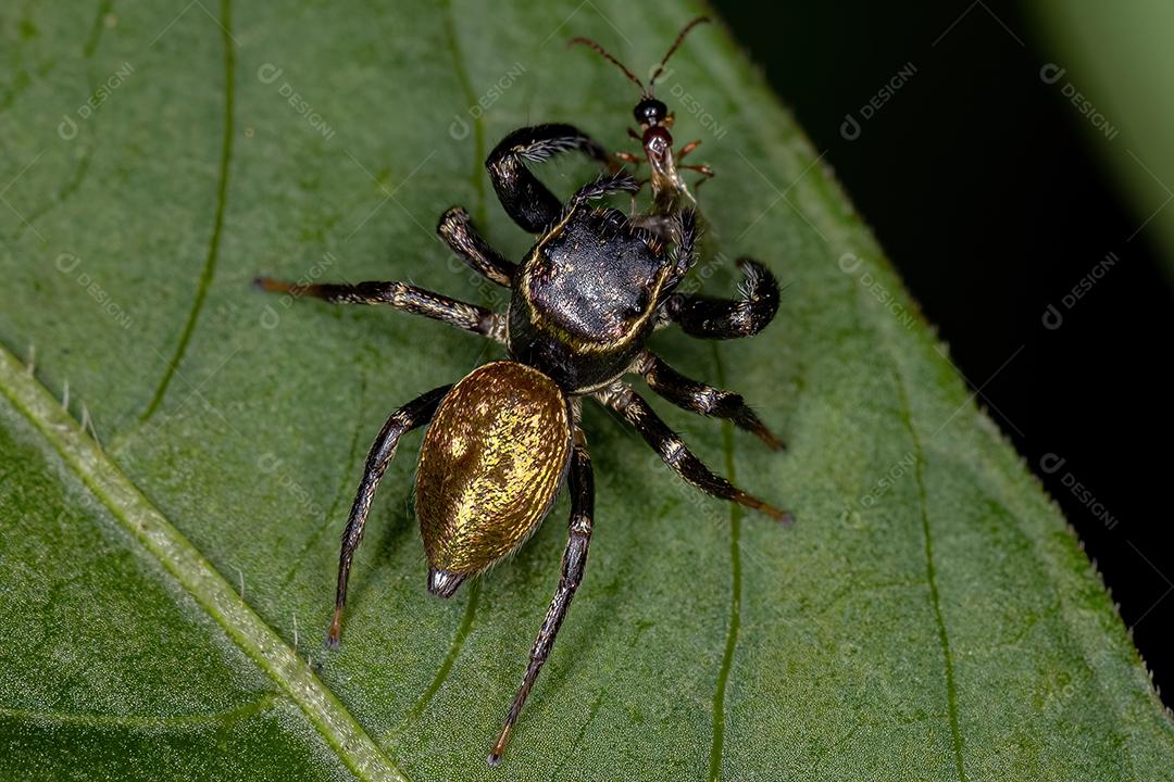 Pequena aranha saltadora da subtribo Dendryphantina