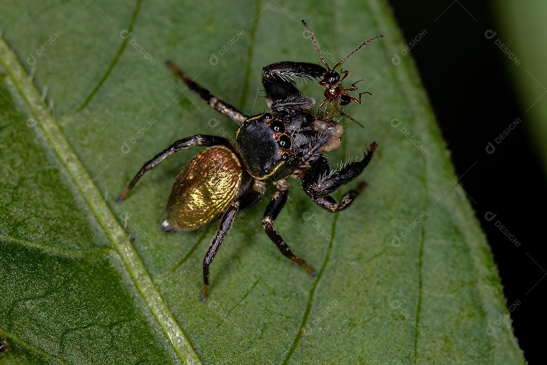 Pequena aranha saltadora da subtribo Dendryphantina