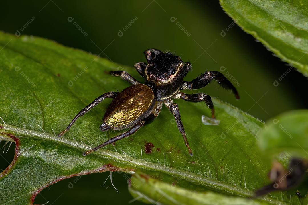 Pequena aranha saltadora da subtribo Dendryphantina