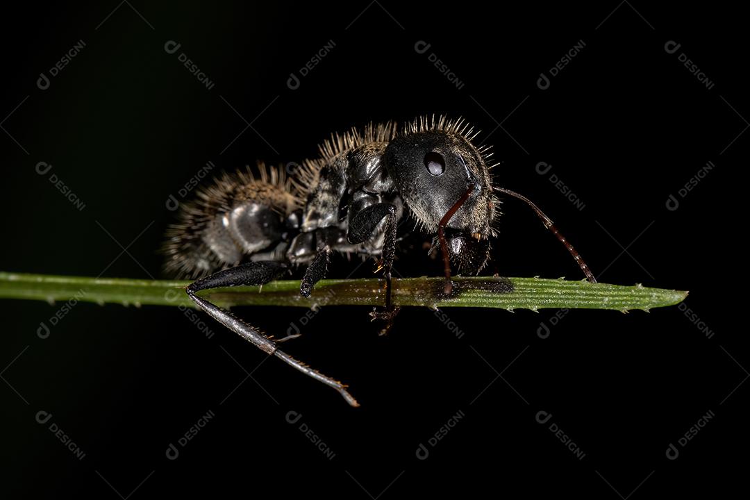 Formiga de carpinteiro fêmea adulta do gênero Camponotus